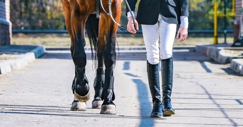 Los caballos no tienen patas.
