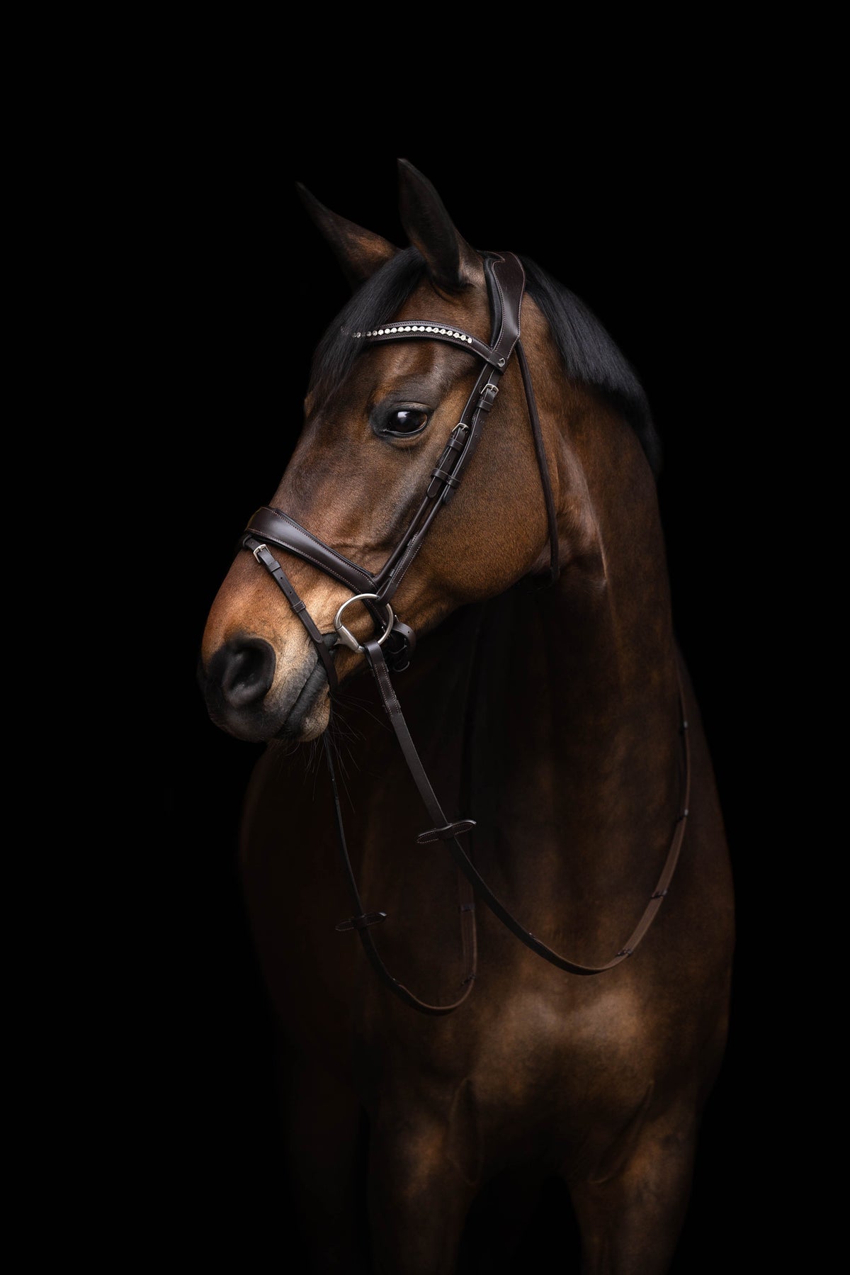Cabezada Lauria Garrelli Bridle Arezzo para equitación - vista 4