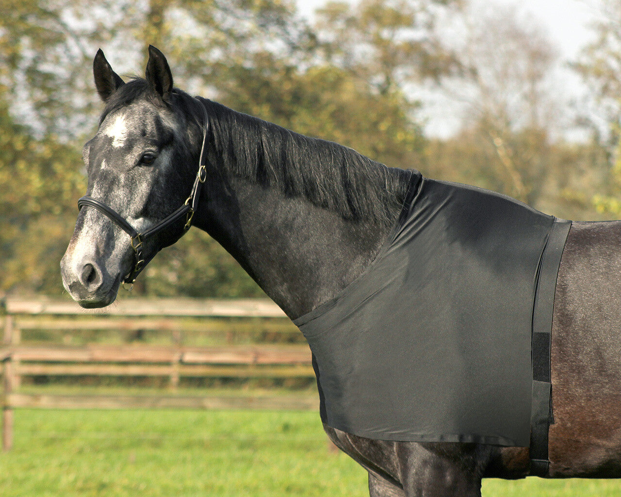pecho protector elastic QHP para equitación - vista 8