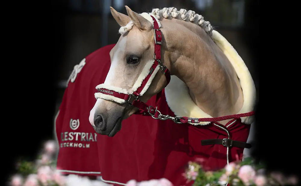 Cabezada de Cuadra y Ramal Bordeaux Equestrian Stockholm-Rincón del Valle