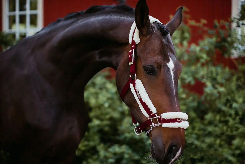 Cabezada de Cuadra y Ramal Bordeaux Equestrian Stockholm-Rincón del Valle