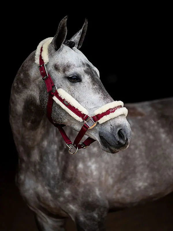 Cabezada de Cuadra y Ramal Bordeaux Equestrian Stockholm-Rincón del Valle