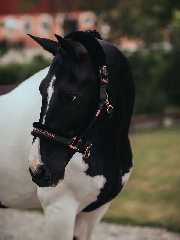 Cabezada de Cuadra y Ramal Dark Sky Equestrian Stockholm-Rincón del Valle