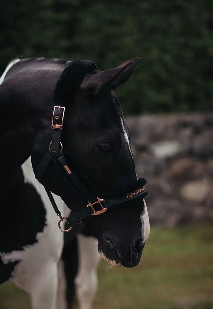 Cabezada de Cuadra y Ramal Dark Sky Equestrian Stockholm-Rincón del Valle