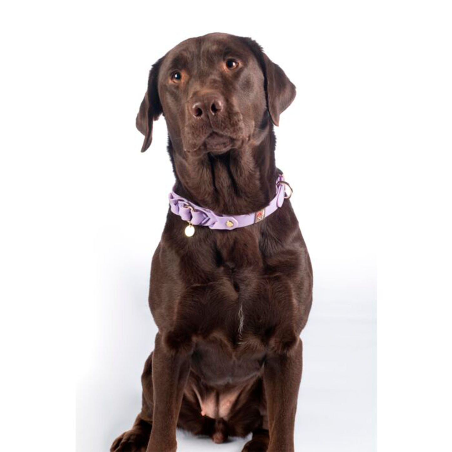 Collar Hkm Para Perros Amitye-Rincón del Valle