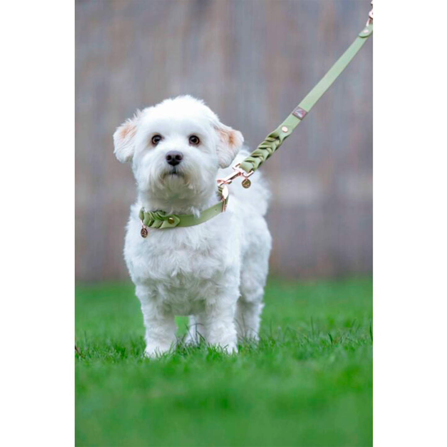 Collar Hkm Para Perros Amitye-Rincón del Valle
