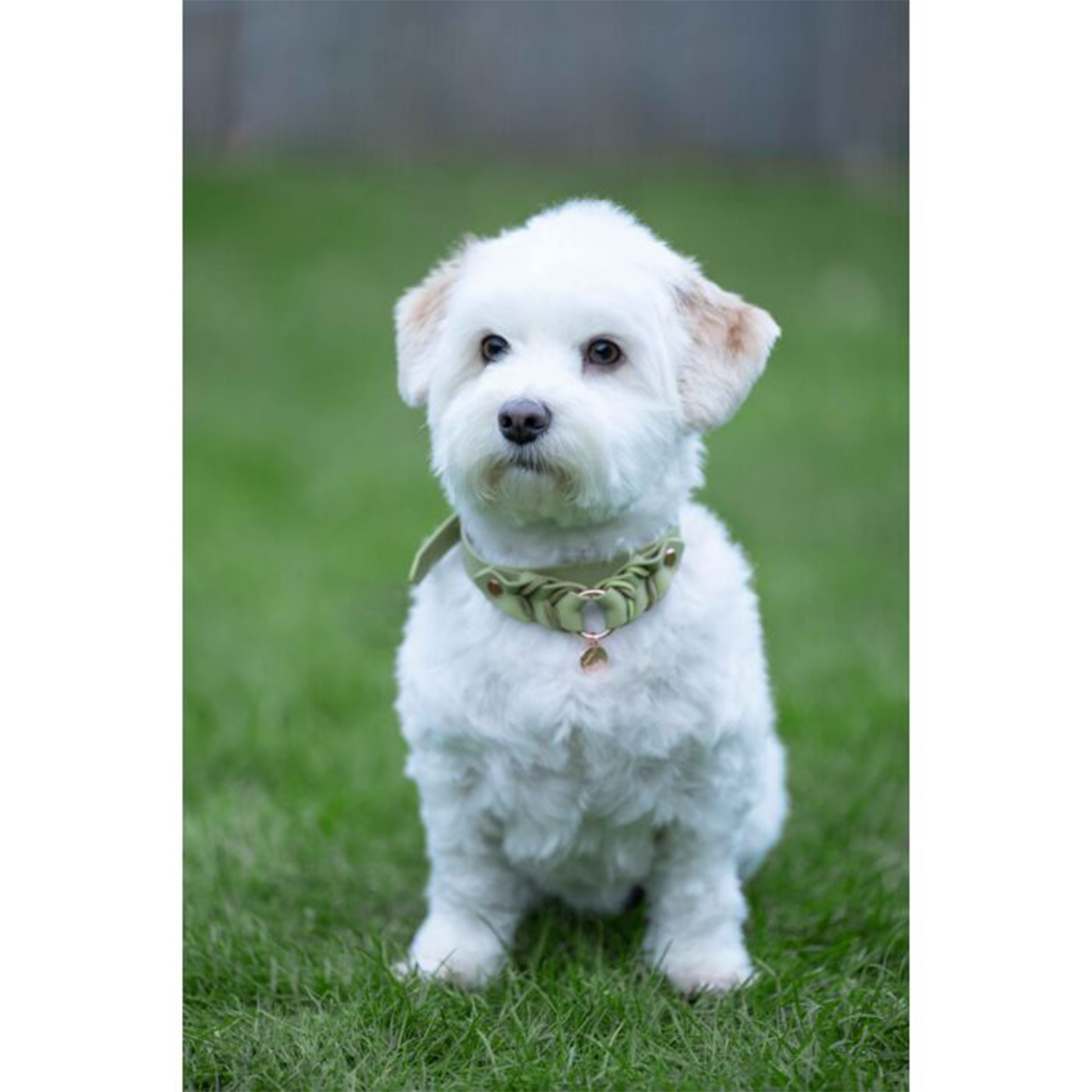 Collar Hkm Para Perros Amitye-Rincón del Valle