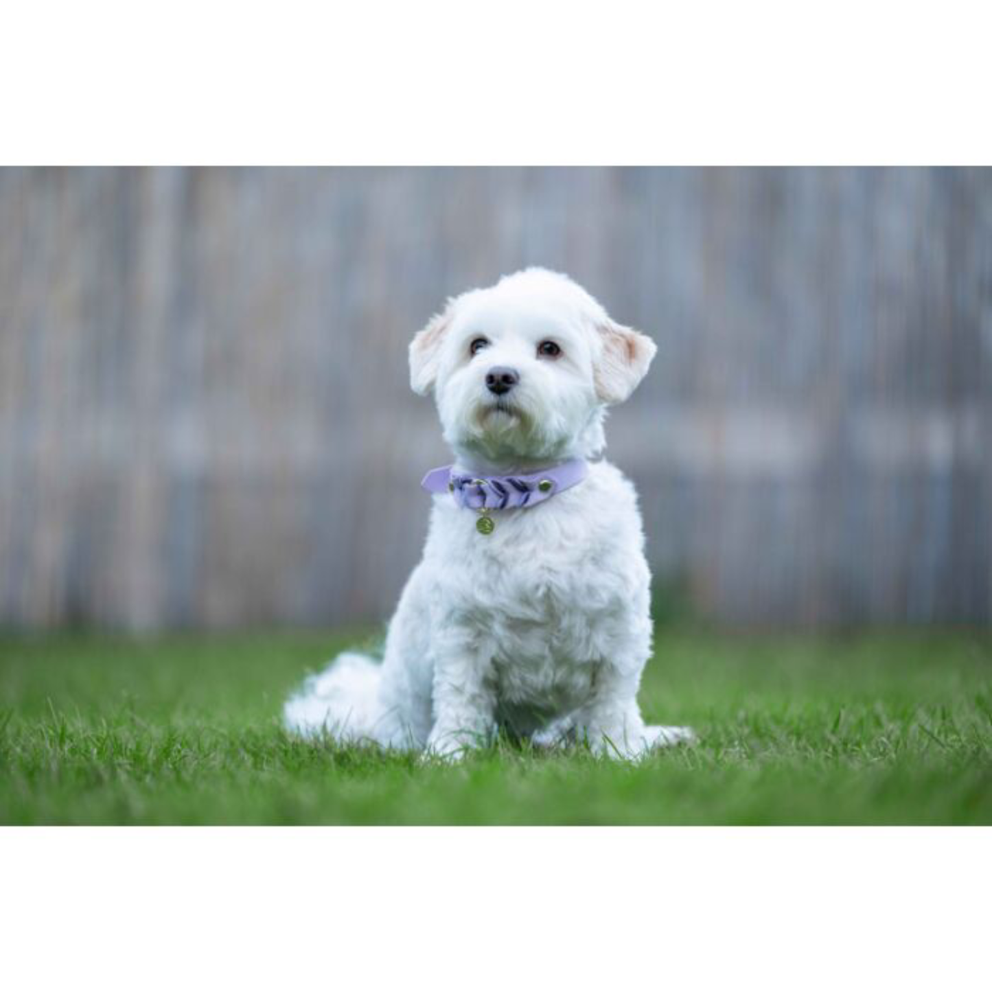 Collar Hkm Para Perros Amitye-Rincón del Valle
