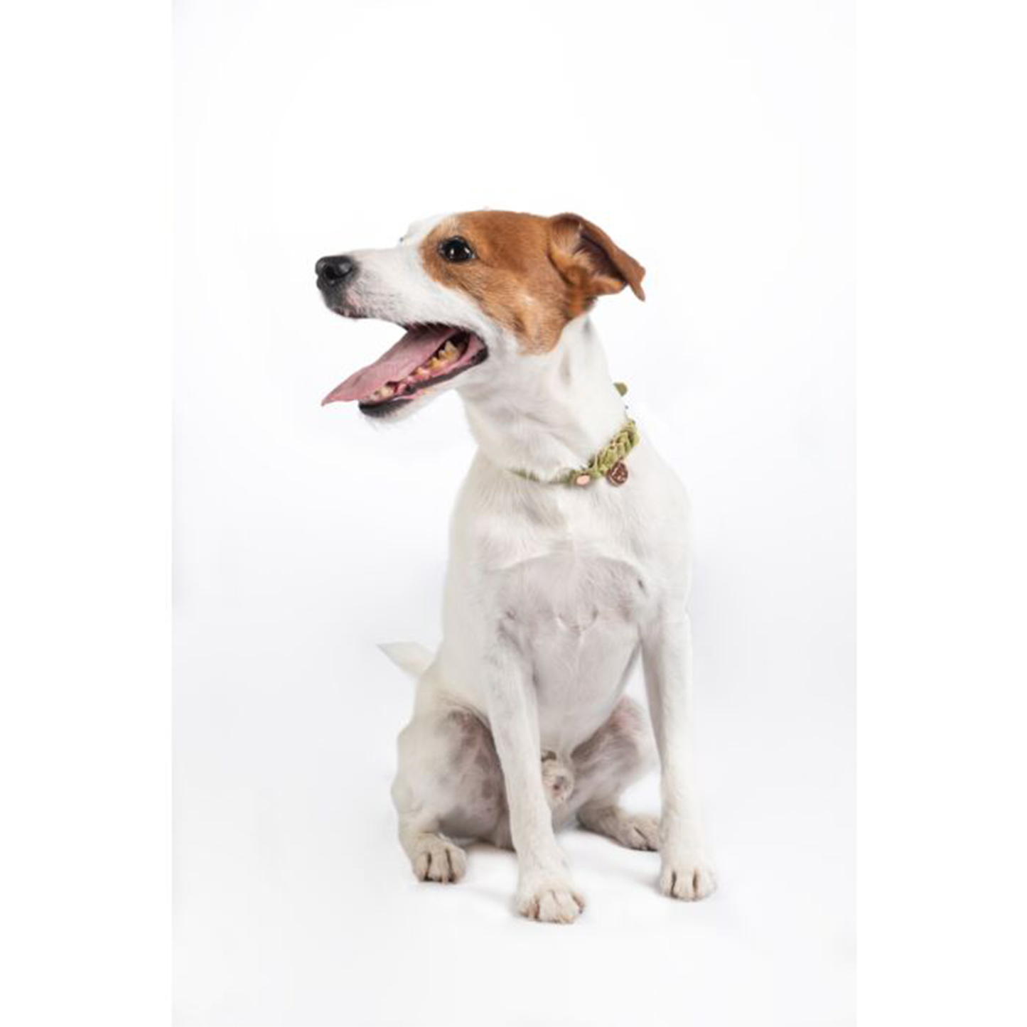Collar Hkm Para Perros Amitye-Rincón del Valle