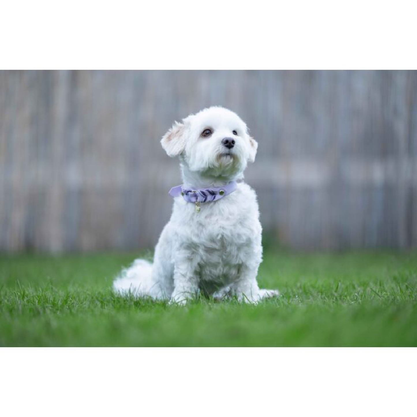 Collar Hkm Para Perros Amitye-Rincón del Valle