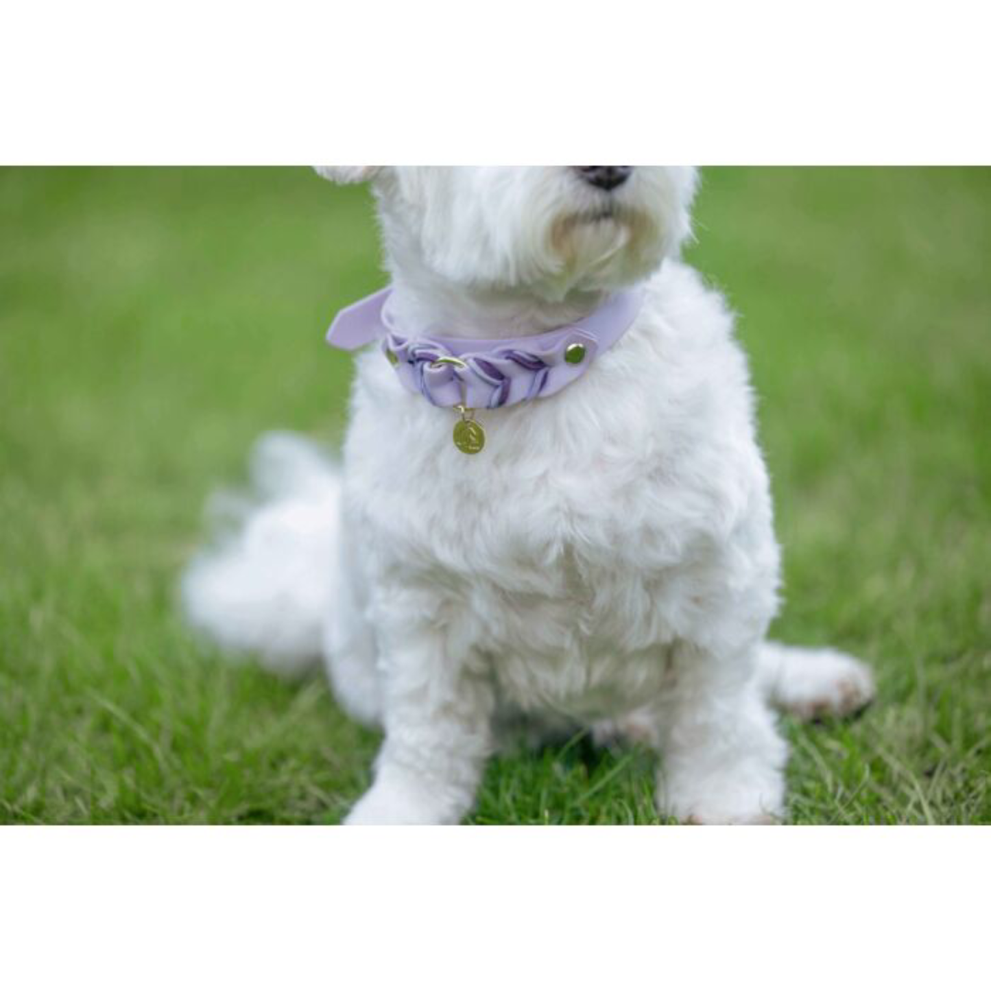 Collar Hkm Para Perros Amitye-Rincón del Valle