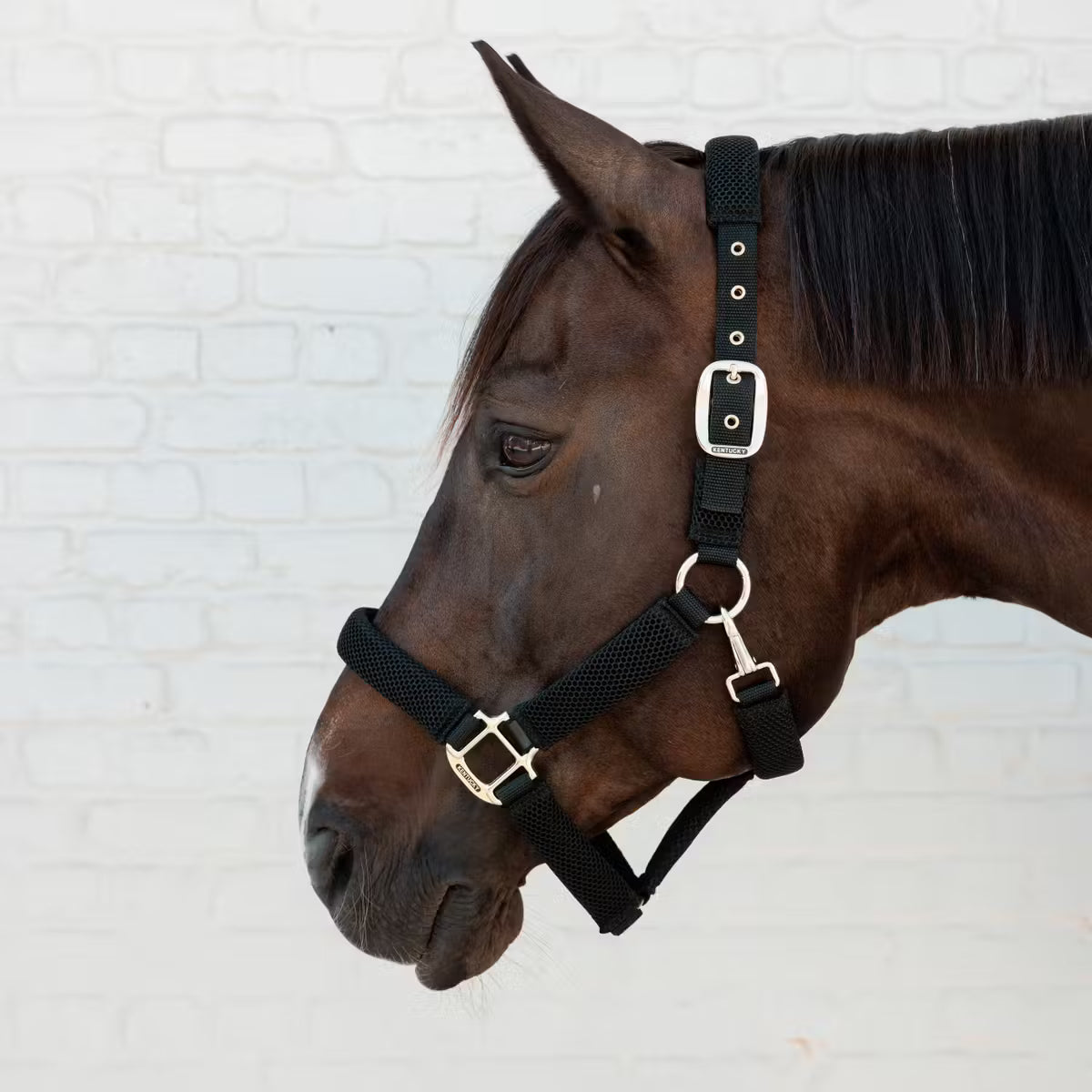 Halters Kentucky Halter 3D Mesh vista principal