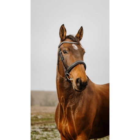 Brida CLUB - Diva - Norton para equitación