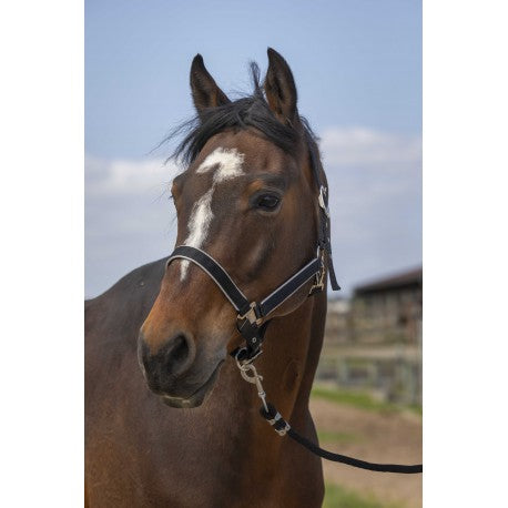 Cabezadas Cabestro - Nylon ligero - Equithème para equitación - vista 2