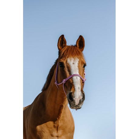 Cabezadas Cabestro etológico - Glim - Norton para equitación - vista 2