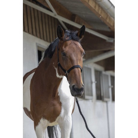 Cabezada de cuadra + ramal - Club - Riding World para equitación - vista 2