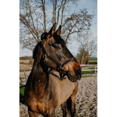Cabezada de grooming Derby – Cuero engrasado - Norton para equitación - vista 3