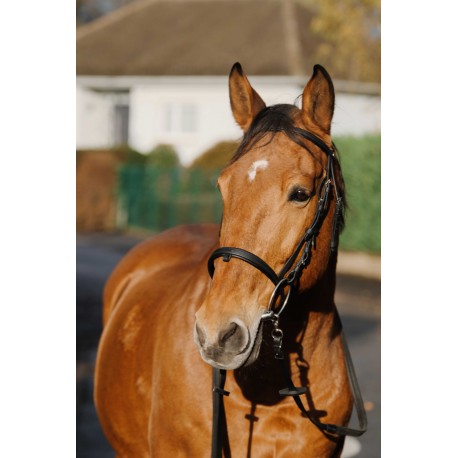 Cabezada de montar - Training - Norton