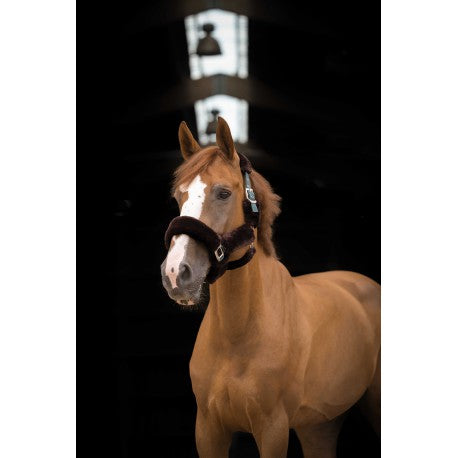 Cabezada "Teddy" - Equithème para equitación - vista 2