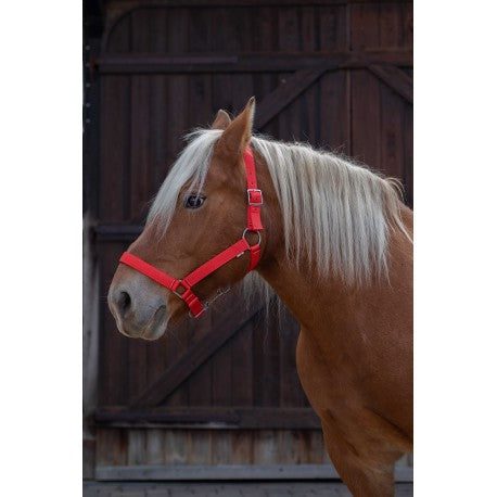 Cabezada para caballo de tiro - Norton para equitación