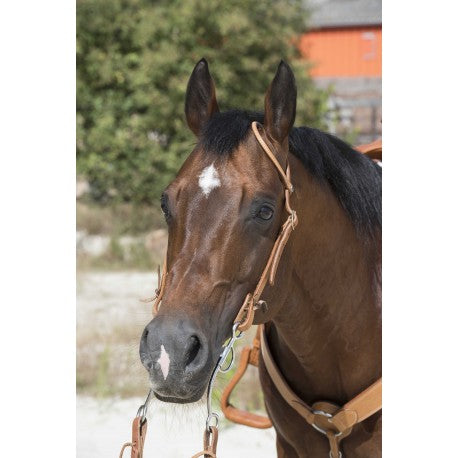 Cabezada WESTRIDE de - 1 oreja - Franck Perret para equitación