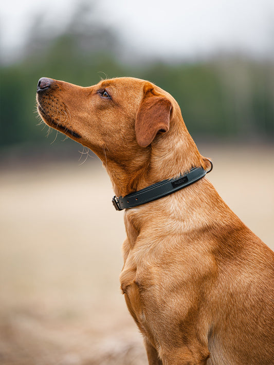 Accesorio ecuestre Dog Collar Clean Equestrian Stockholm Dog Collar Clean Dramatic Monday para equitación - vista 2