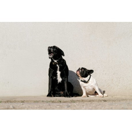 Max - Collar y correa para perros - Equithème para equitación - vista 2