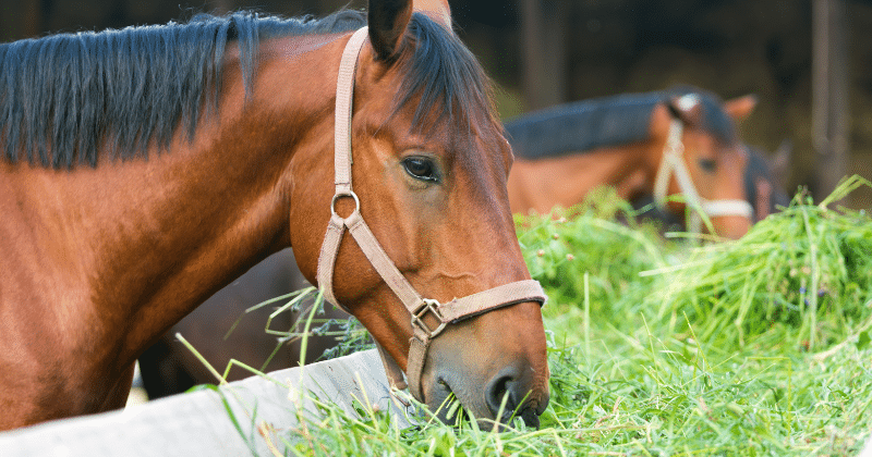 Dieta equilibrada para caballos