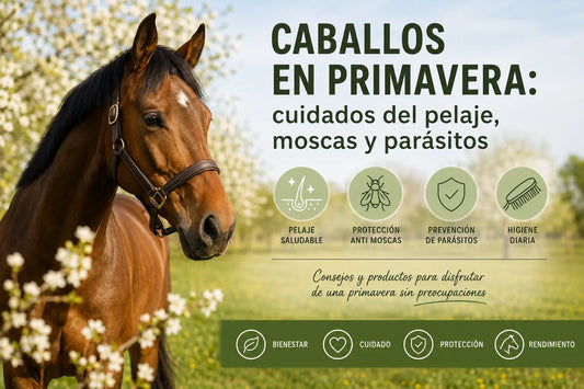 Caballo en primavera con pelaje brillante en un prado