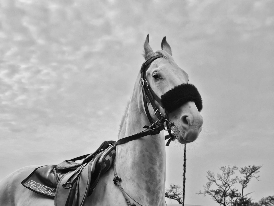 a couple of horses stand near each other