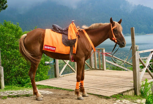 a horse with a saddle on its back