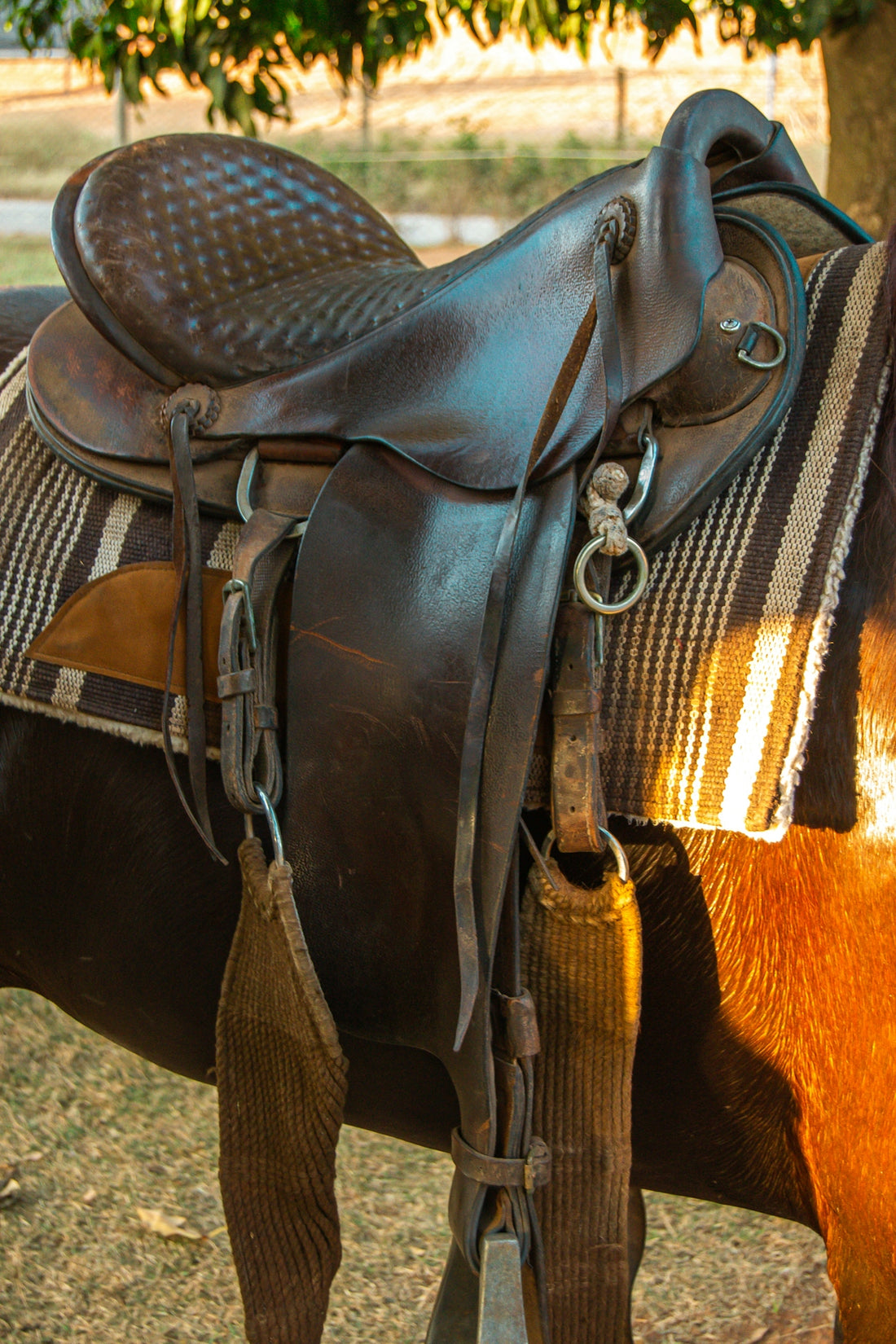 a horse wearing a saddle