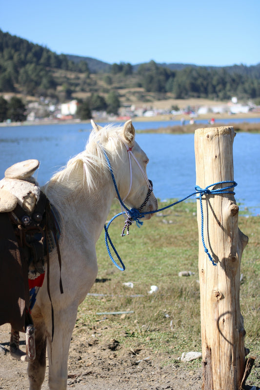a white horse tied up to a wooden post