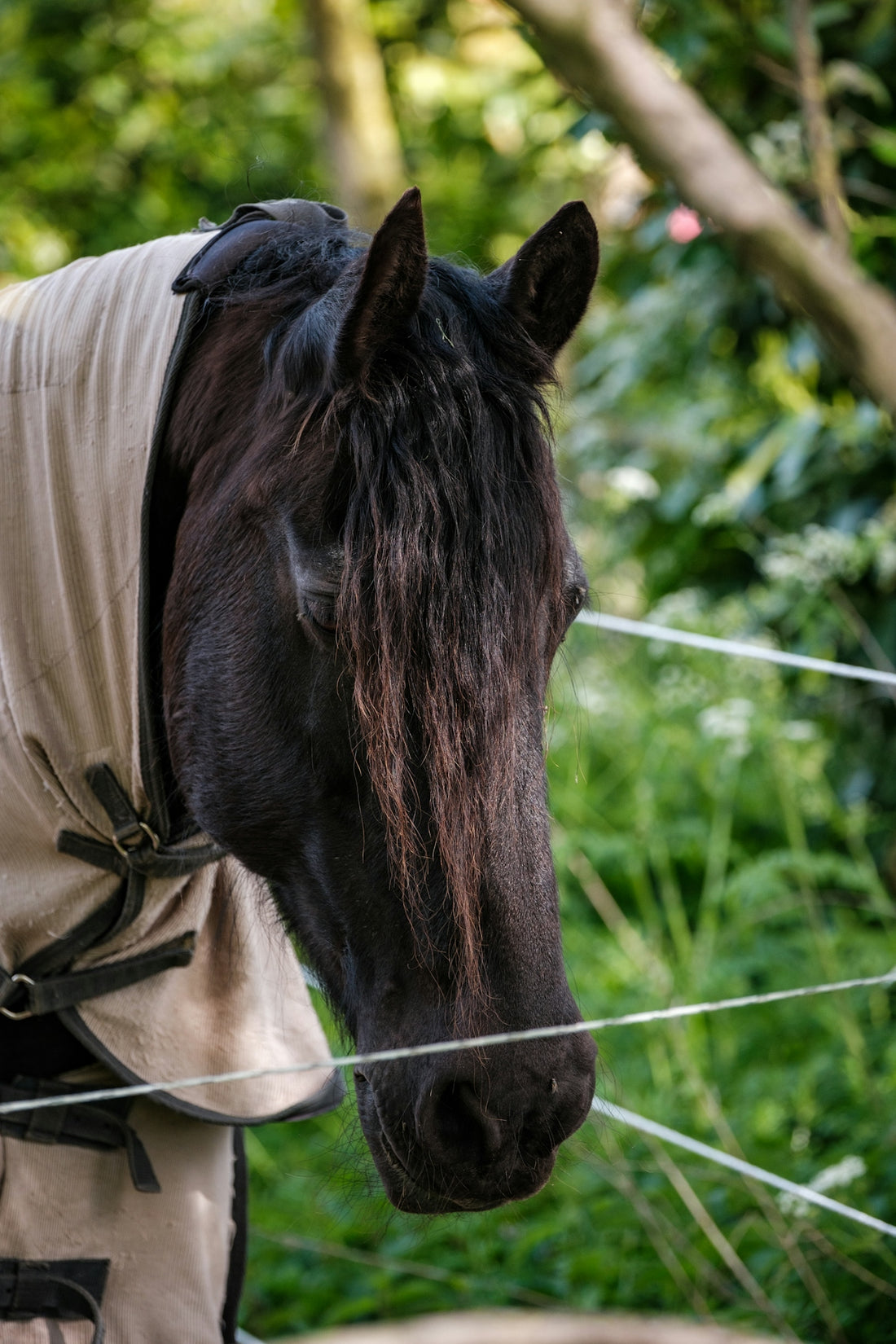 a horse with a blanket on it's head