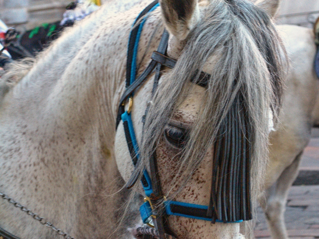 A white horse wearing a blue bridle and fly mask