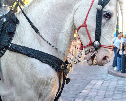 Close-up of a white horse wearing a bridle and bridle.