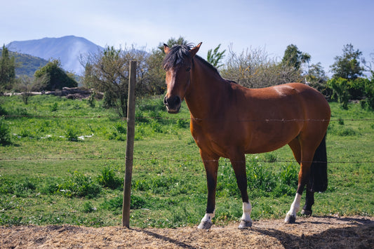 A brown horse stands in a grassy field.