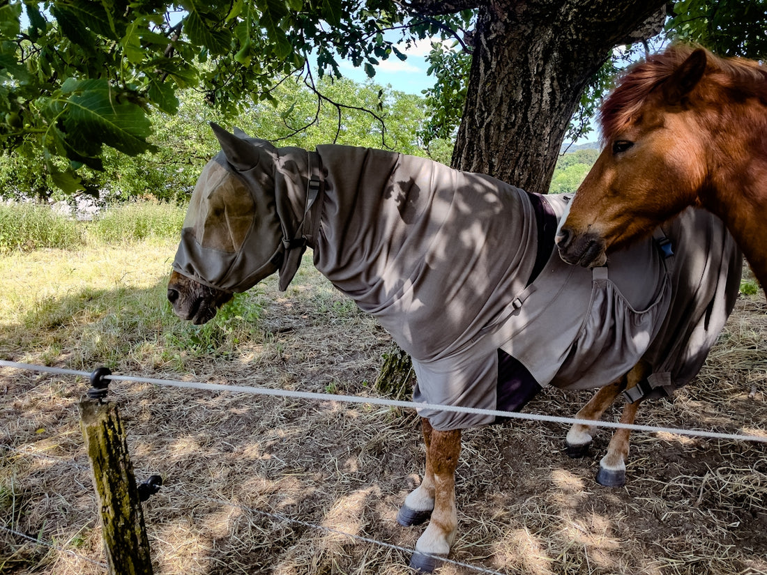Horses under a tree, one wearing a protective fly sheet.