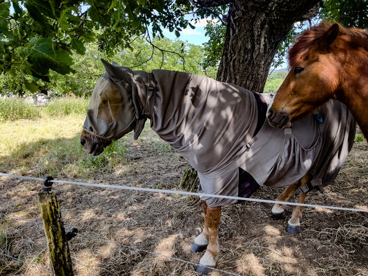 Horses under a tree, one wearing a protective fly sheet.