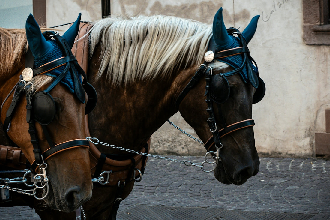 Two brown horses wearing blue ear bonnets and leather harnesses on a cobblestone street