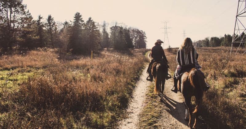 cuida tu caballo en verano