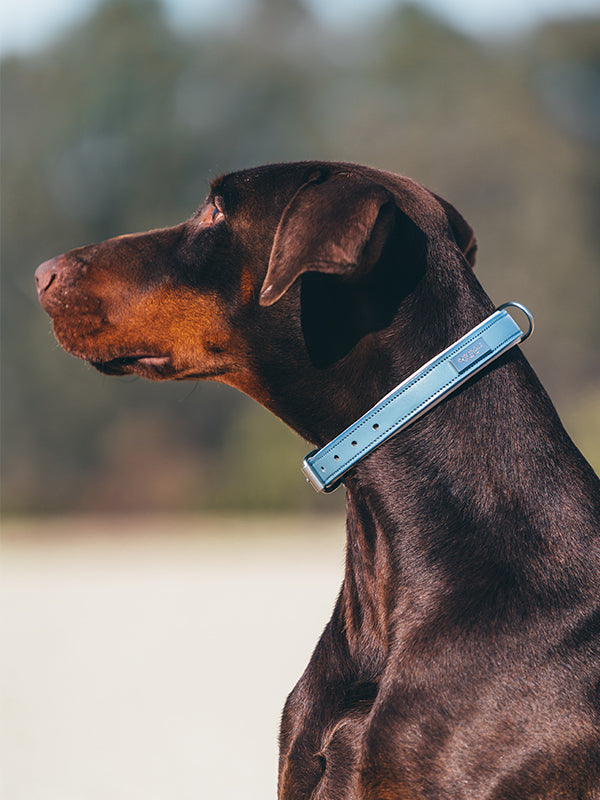 Dog Collar Clean Equestrian Stockholm Dog Collar Clean Stone Blue detalle 2