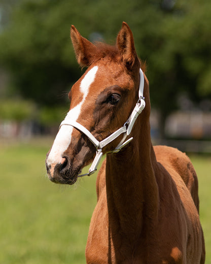 Cabezada de cuadra potro head collar cuero Chico QHP para equitación - vista 8