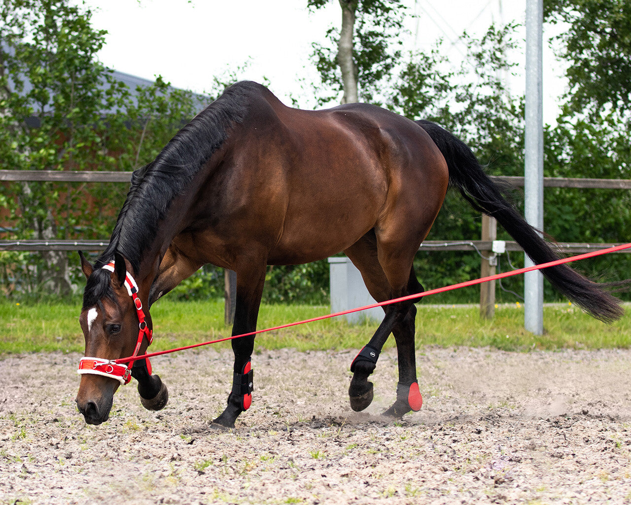 Ramal Lunge línea en bag QHP