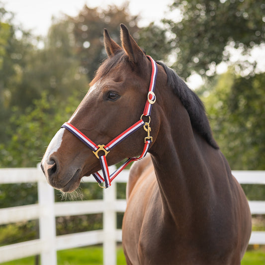 Cabezada de cuadra Head collar Rojo/Blanco/Azul QHP para equitación