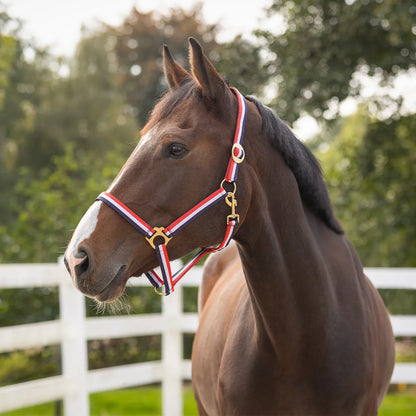 Cabezada de cuadra Head collar Rojo/Blanco/Azul QHP para equitación - vista 2