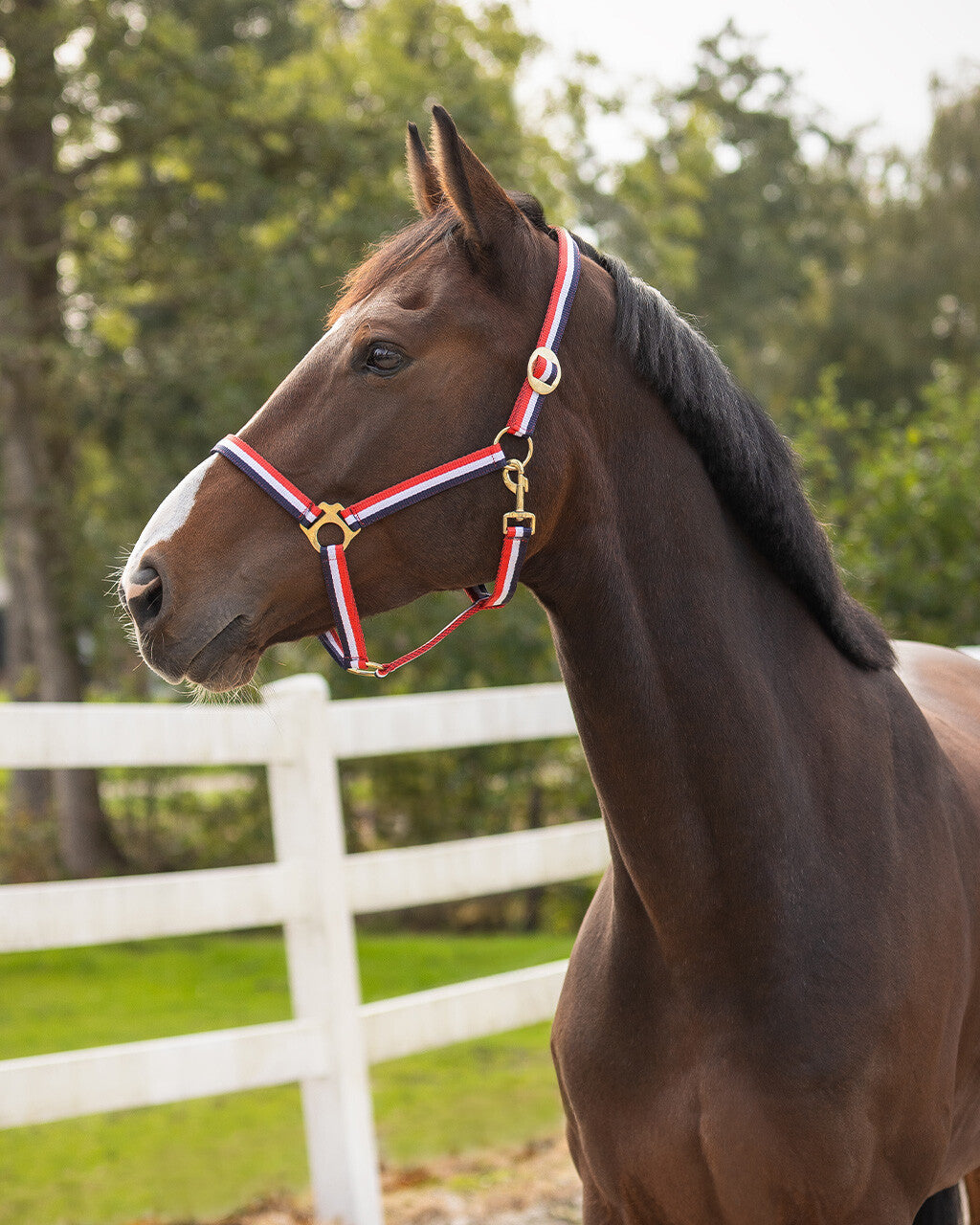 Cabezada de cuadra Head collar Rojo/Blanco/Azul QHP para equitación - vista 3