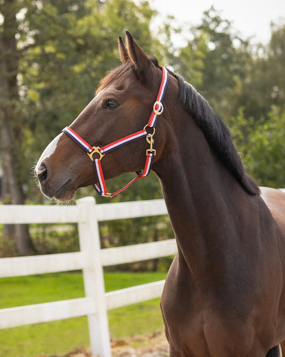 Cabezada de cuadra Head collar Rojo/Blanco/Azul QHP para equitación - vista 3