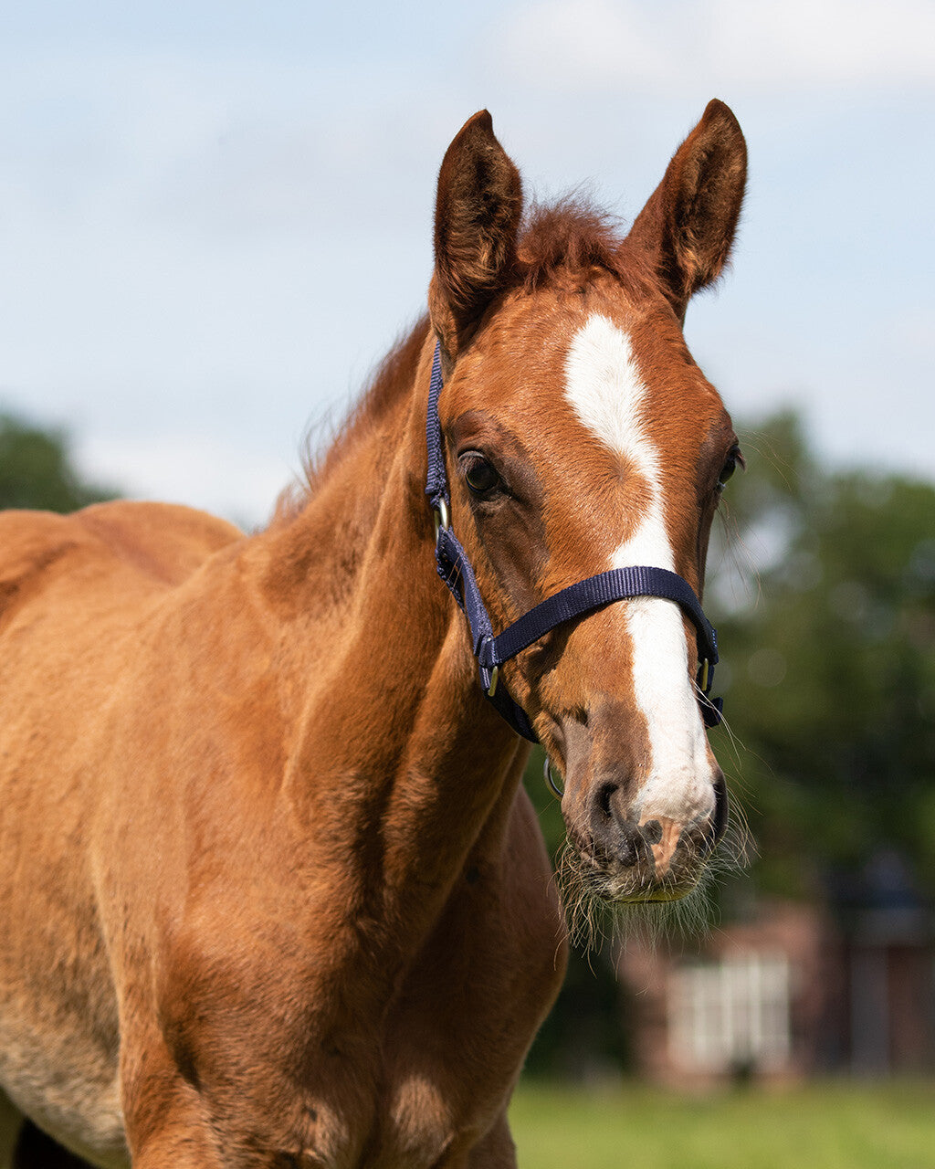 Cabezada de cuadra Head collar potro QHP para equitación - vista 10