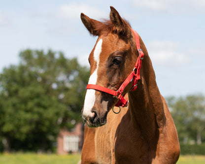 Cabezada de cuadra Head collar potro QHP para equitación - vista 14